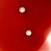Immunity Rescue Shot - 10 Pack